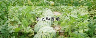 怎么种西瓜,第1图