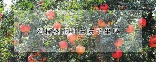 石榴树能种在院子里吗,第1图