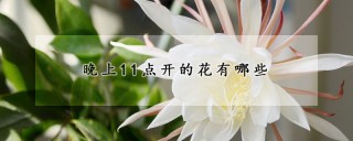 晚上11点开的花有哪些,第1图