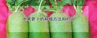 水果萝卜的种植方法和时间,第1图