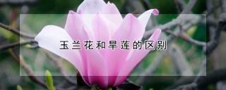 玉兰花和旱莲的区别,第1图