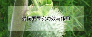 曼陀罗果实功效与作用,第1图