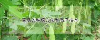 苦瓜的种植方法和高产技术,第1图