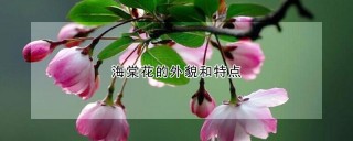 海棠花的外貌和特点,第1图