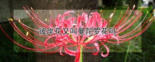 彼岸花又叫曼陀罗花吗,第1图