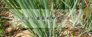 北方白露葱的种植方法,第1图