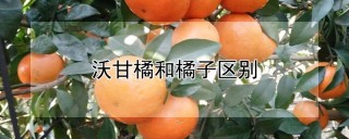 沃甘橘和橘子区别,第1图