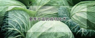 夏季甘蓝的栽培技术,第1图