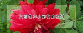 大丽花和小丽花的区别,第1图