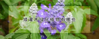 矮灌木绿化植物有哪些,第1图