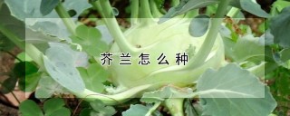 芥兰怎么种,第1图