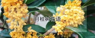 月桂树花语,第1图