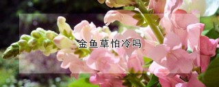 金鱼草怕冷吗,第1图