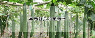 早春丝瓜种植技术,第1图