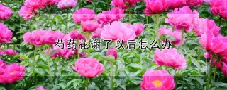 芍药花谢了以后怎么办,第1图