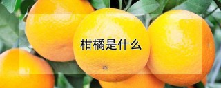 柑橘是什么,第1图