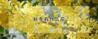 秋季有什么花,第1图