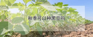 秋季可以种黑豆吗,第1图