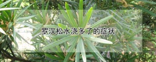 罗汉松水浇多了的症状,第1图