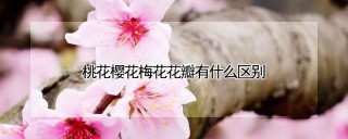 桃花樱花梅花花瓣有什么区别,第1图