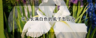 花上长满白色的虱子怎么办,第1图