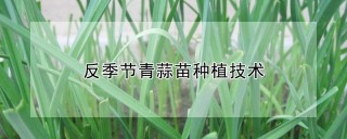 反季节青蒜苗种植技术,第1图