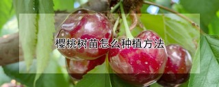 樱桃树苗怎么种植方法,第1图