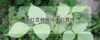 大红豆种植技术与管理,第1图