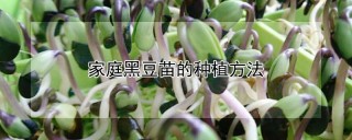 家庭黑豆苗的种植方法,第1图