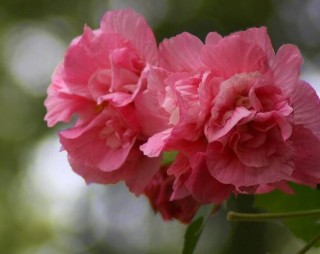 芙蓉花的作用，盘点芙蓉花六大作用,第4图