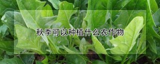 秋季可以种植什么农作物,第1图