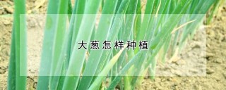 大葱怎样种植,第1图