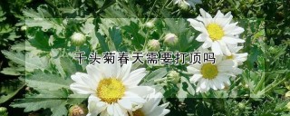 千头菊春天需要打顶吗,第1图