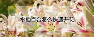 水插百合怎么快速开花,第1图