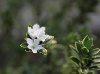 金边六月雪几月开花，每年六月份含苞盛放/洁白如雪,第4图