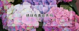 绣球有毒能养吗,第1图