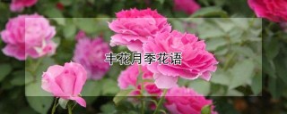 丰花月季花语,第1图