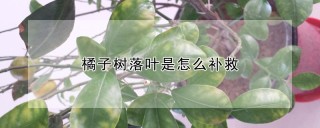 橘子树落叶是怎么补救,第1图