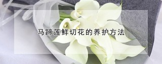 马蹄莲鲜切花的养护方法,第1图