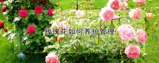 玫瑰花如何养护管理,第1图