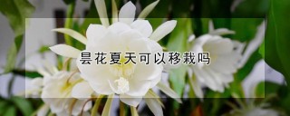 昙花夏天可以移栽吗,第1图