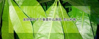 发财树叶子下垂是什么原因,怎么补救,第1图