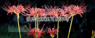 彼岸花家里可以养吗,第1图