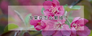 海棠花怎么繁殖,第1图