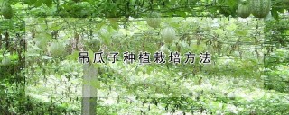 吊瓜子种植栽培方法,第1图