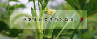 秋葵是什么季节的蔬菜,第1图