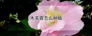 木芙蓉怎么种植,第1图