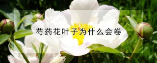 芍药花叶子为什么会卷,第1图