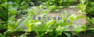 茼蒿怎么收割,第1图