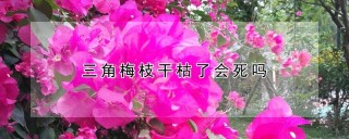 三角梅枝干枯了会死吗,第1图